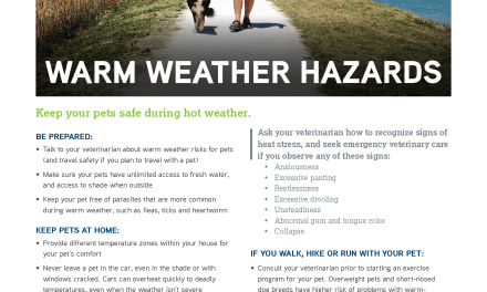 WARM WEATHER SAFETY FOR PETS