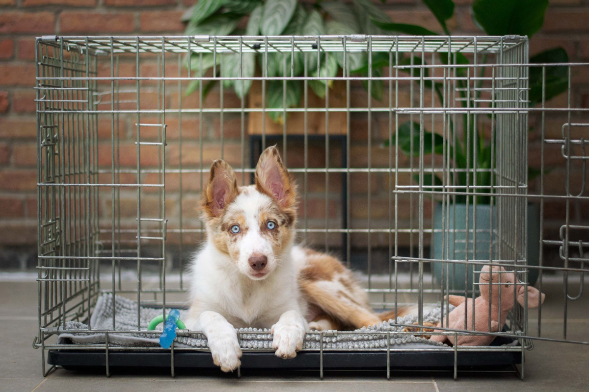 dog_crateA