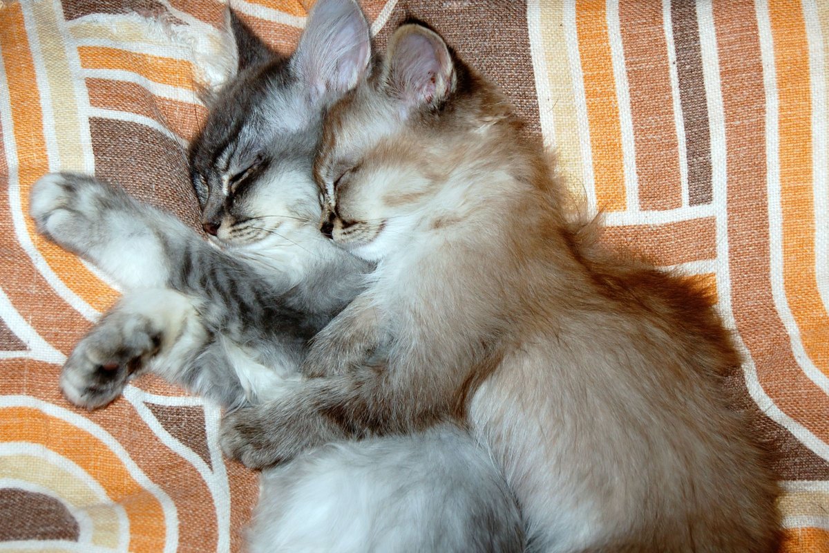 kittens20240316a