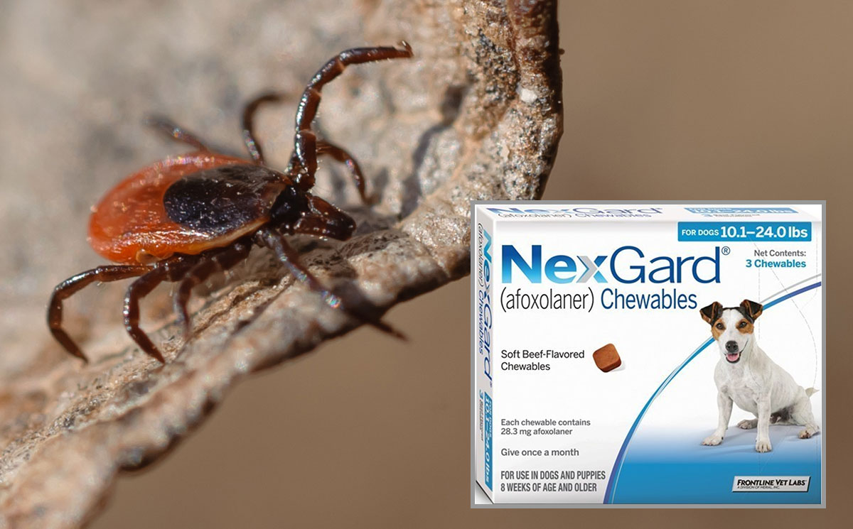 NEXGARD LYME GUARANTEE
