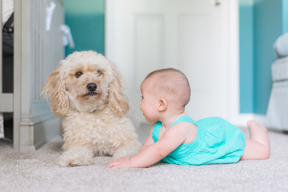 INTRODUCING A PET TO A NEW BABY