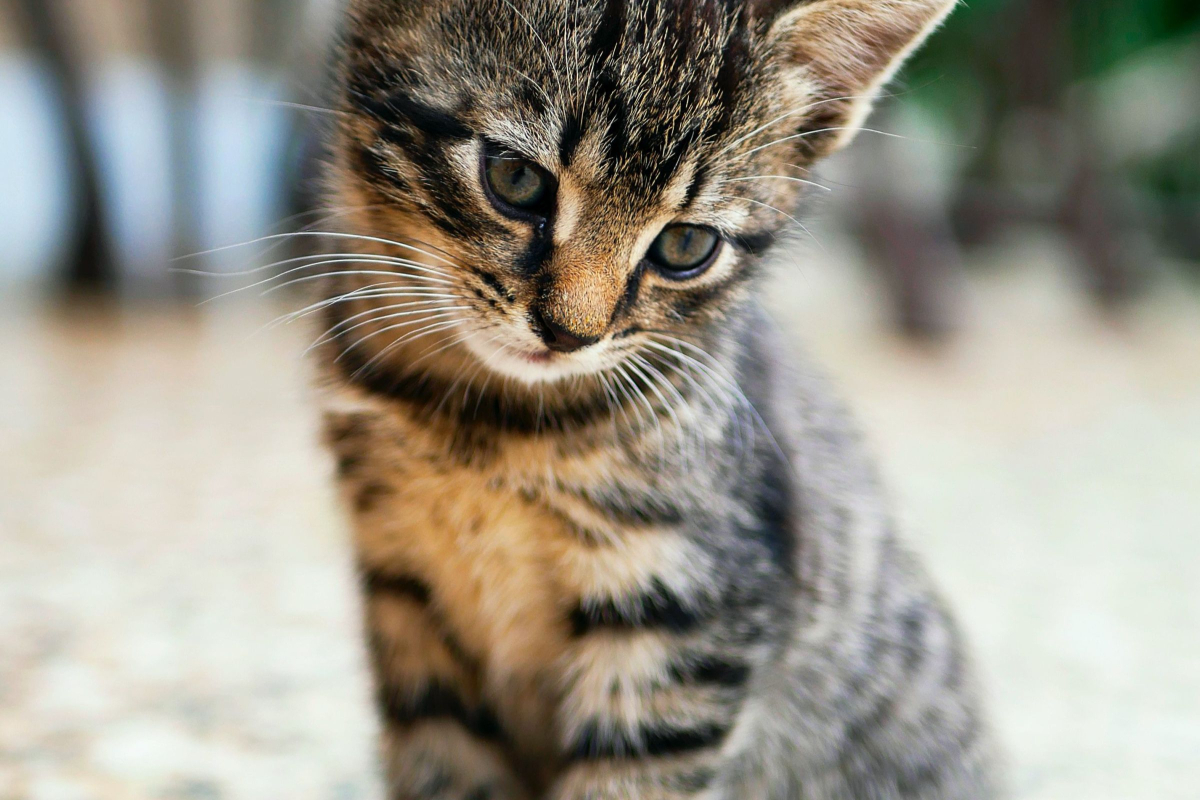 SOCIALIZATION TIPS FOR NEW KITTENS