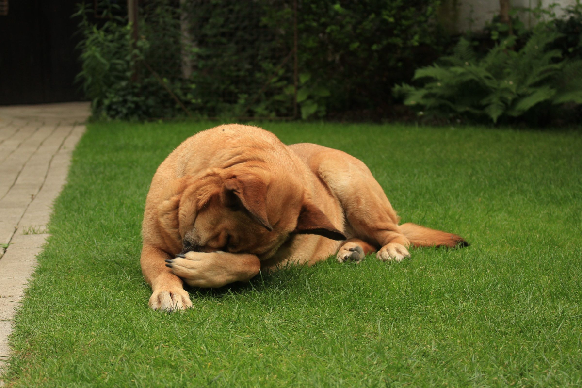 HOUSEBREAKING GUIDE