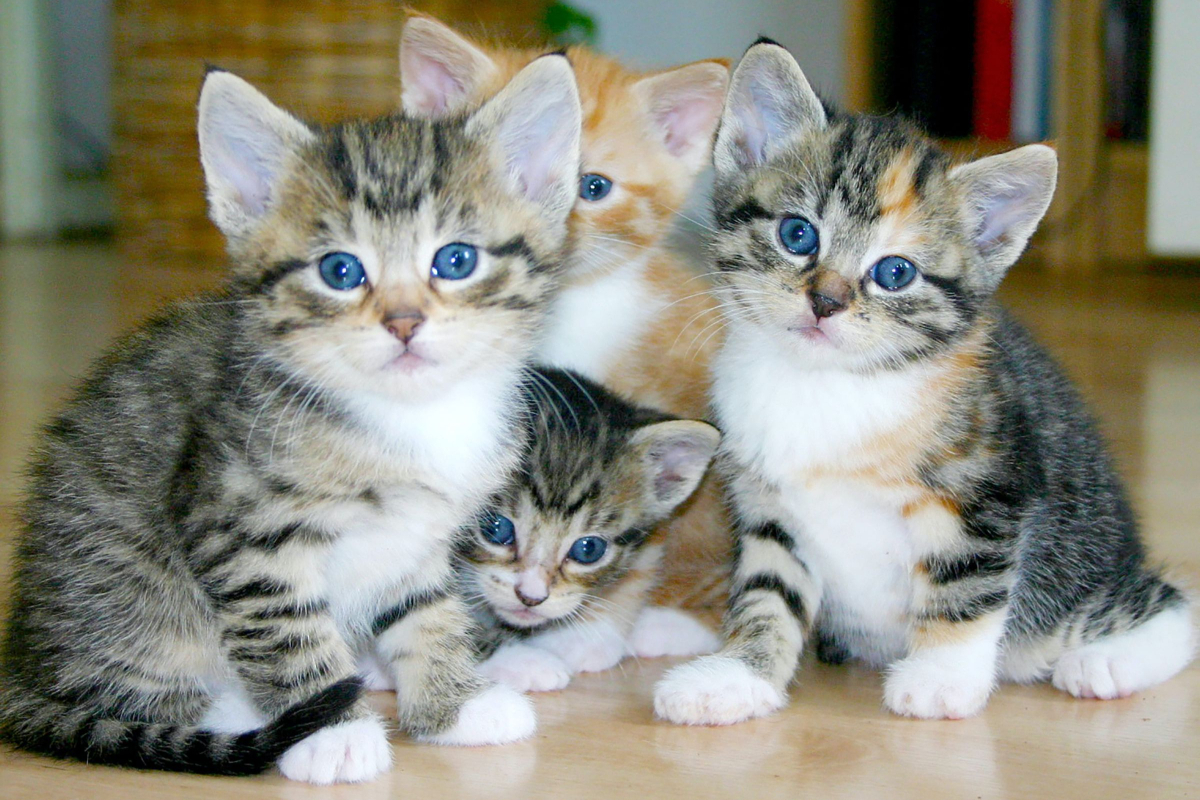 INTRODUCING CATS
