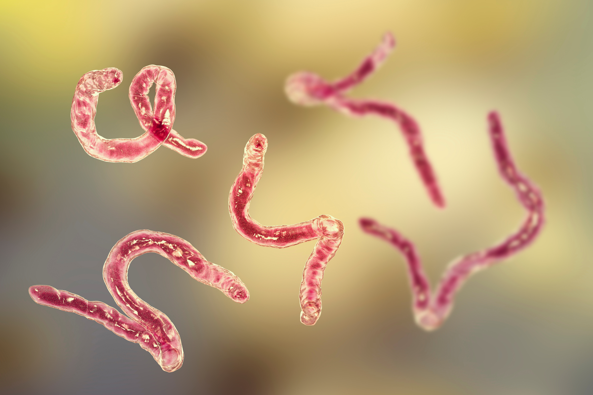 INTESTINAL PARASITE SCREENING