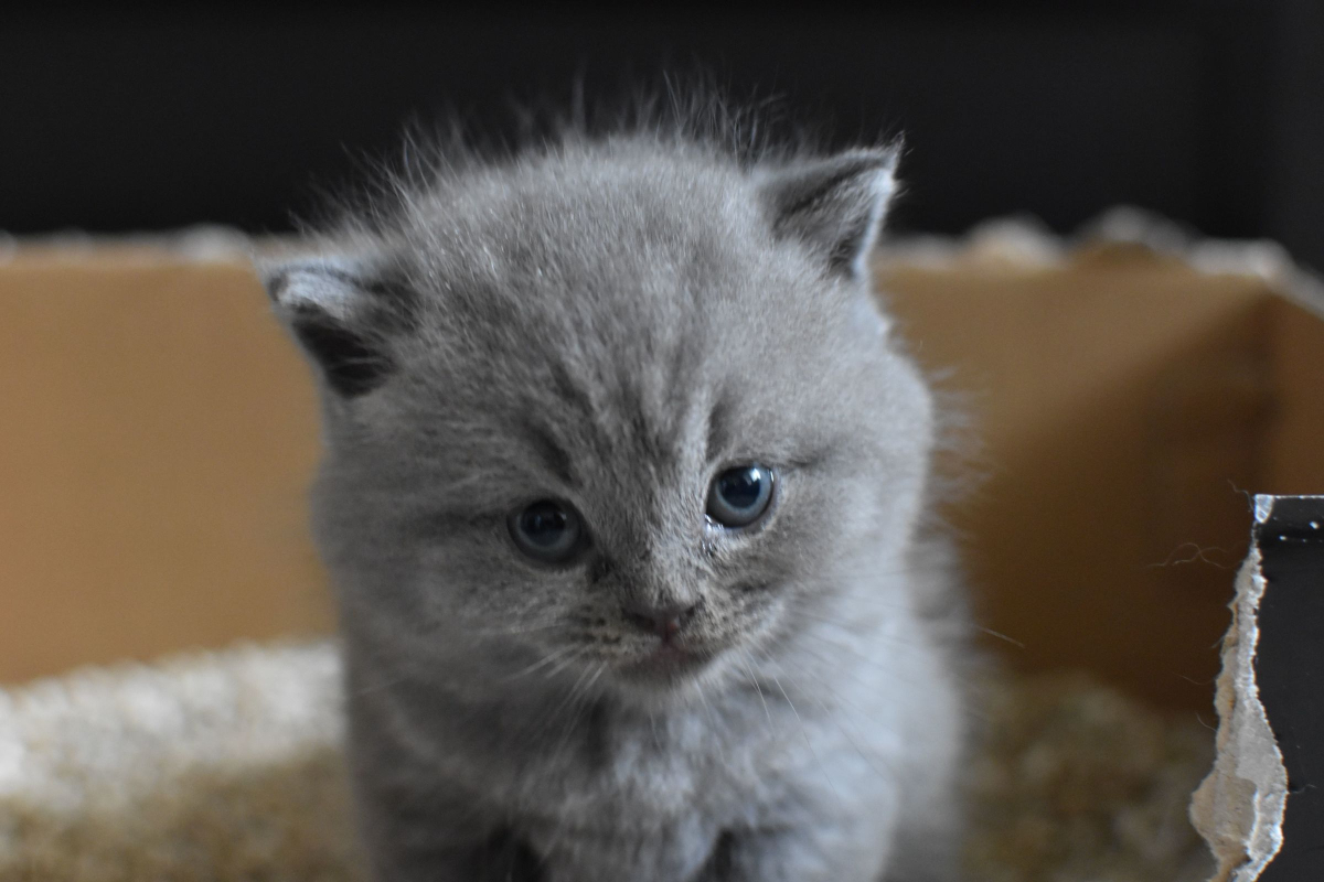 LITTER BOX TIPS
