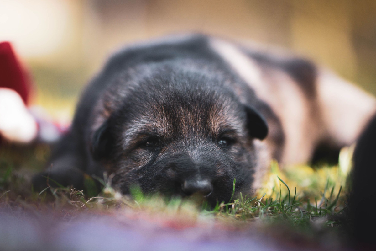 PUPPY TRAINING