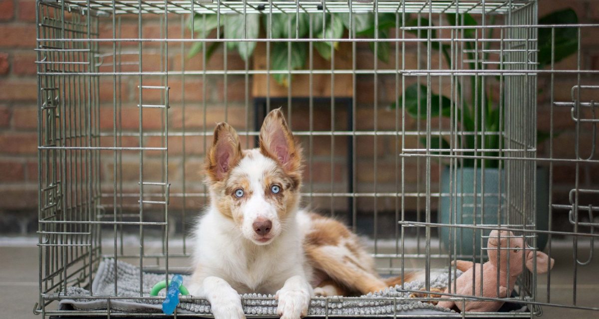 CRATE TRAINING YOUR PUPPY