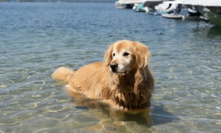 ALL ABOUT LEPTOSPIROSIS