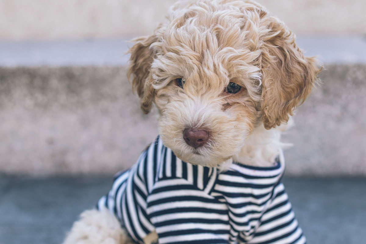 Socialization For Puppies
