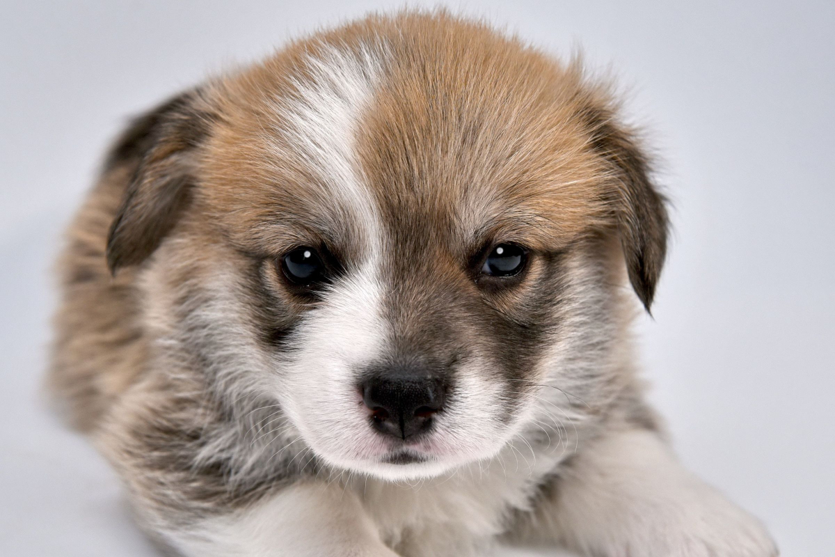 Housebreaking Guide